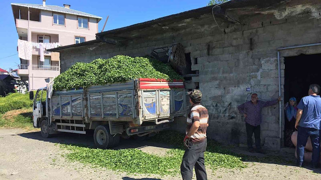 ÇAYKUR’da Yükleme Sistemi Değişimi ve 5 Bin İşçi Alımı İçin Çalışmalar Başlatıldı