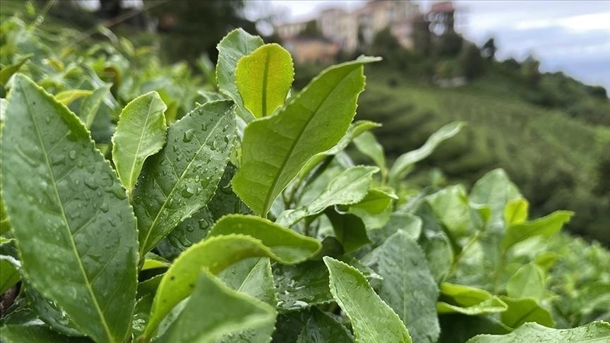 ÇAYKUR'dan Yaş Çay Alımı ve Kontenjan Uygulaması Açıklaması!