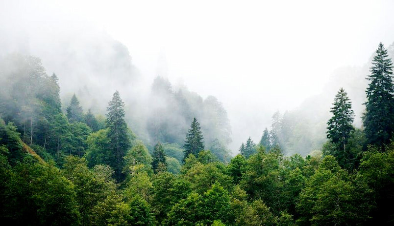 Doğu Karadeniz'de Yağışlar Trabzon Yağış Rekorunu Kırdı!