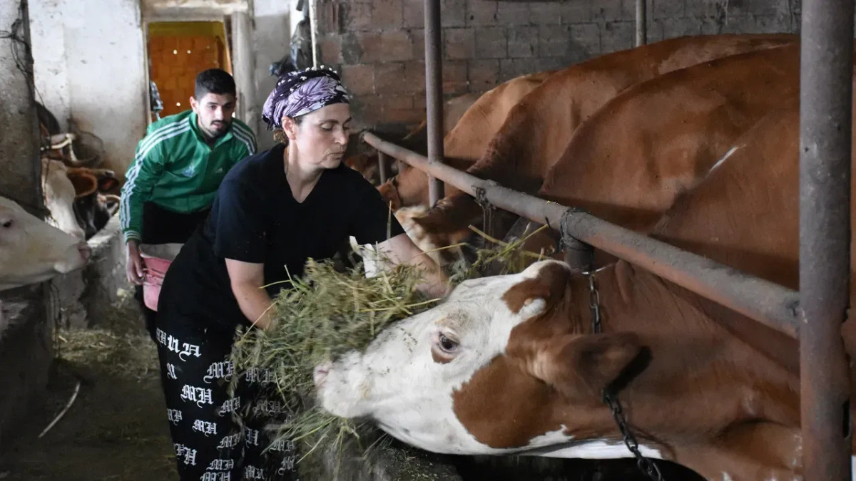 Of'ta Anne-Oğulun Başarı Hikayesi: Hayvancılıkla Aile Ekonomisine Destek