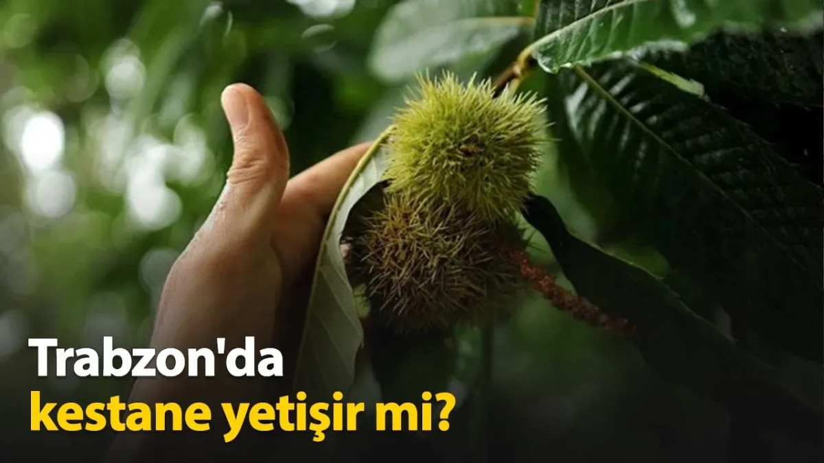 Trabzon'da Kestane Yetişir mi?