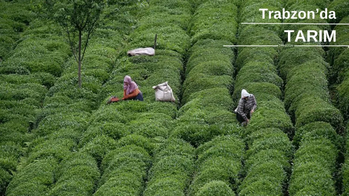 Trabzon’da Tarım