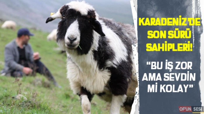 Karadeniz'de son sürü sahipleri!